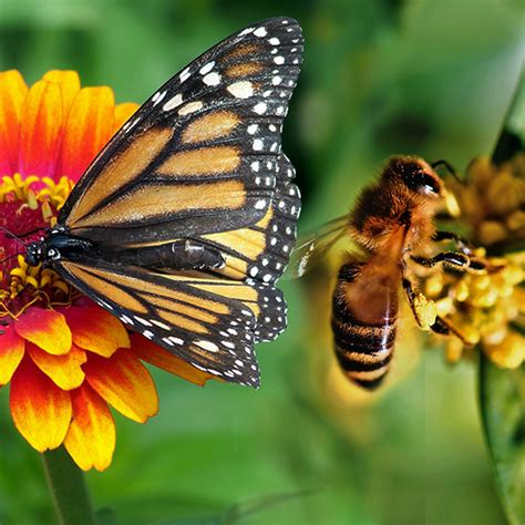 Bees and flowers have mutually beneficial relationships. Wild March winds and gentle April showers eventually help ...