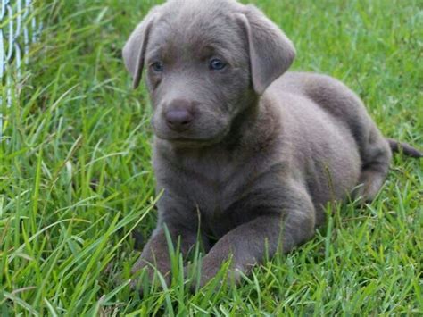 Akc silver charcoal lab puppies for sale southern california. That face, that face, that wonderful face | Silver ...