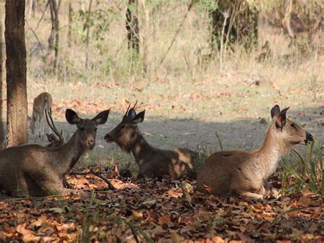 Difference Between Wildlife Sanctuary Vs National Park in India