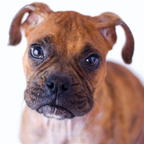 Only guaranteed quality, healthy puppies. Boxer Puppies For Sale Craigslist Nc - petfinder