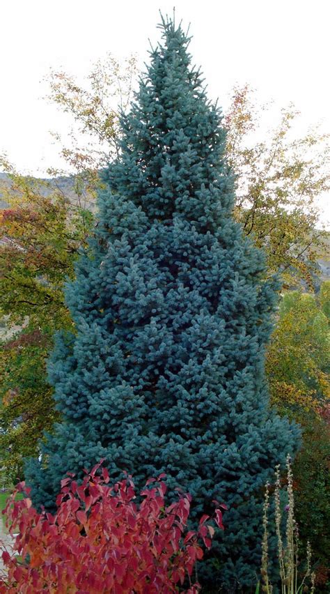 White is a classic and timeless colour for fences, as is black. Colorado Blue Spruce Archives - Wild About Utah