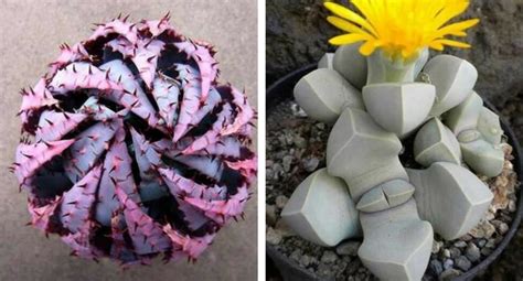 These 17 Unusual Plants Just Prove Nature Can Be Weird Sometimes