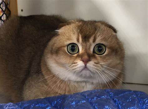 Enter your email address to receive alerts when we have new listings available for pedigree british shorthair kittens for sale. Golden British Shorthair Cat For Sale - KucingComel.com