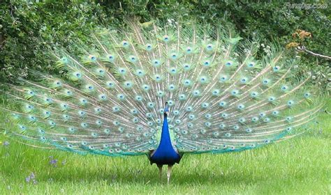 Top 100 Most Beautiful And Colorful Pictures Of Peacock