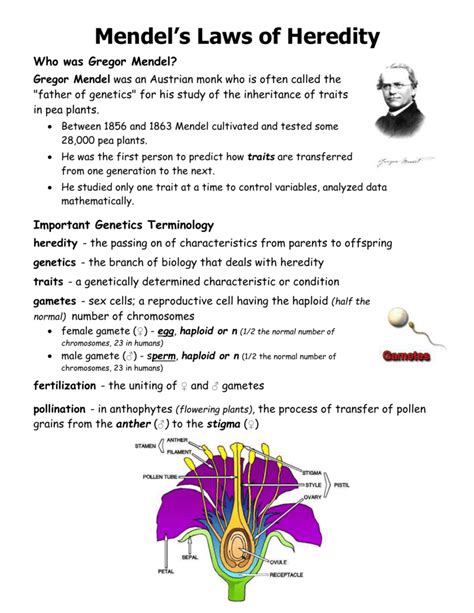 The Work Of Gregor Mendel Worksheet