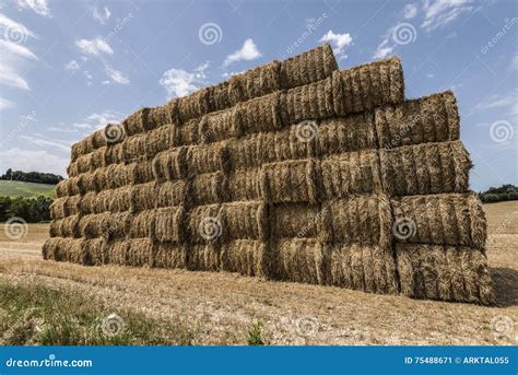 Hay Bales Pile Stock Image Image Of Spring Delicacy 75488671