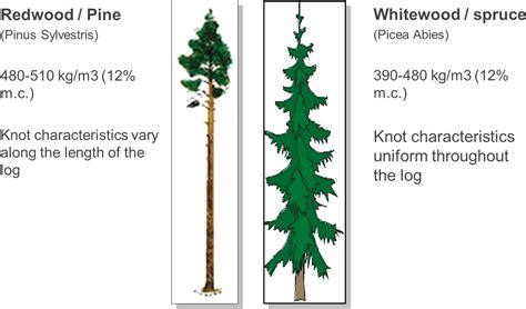 Redwood Tree Whitewood V Redwood Transparent Png Original Size Png