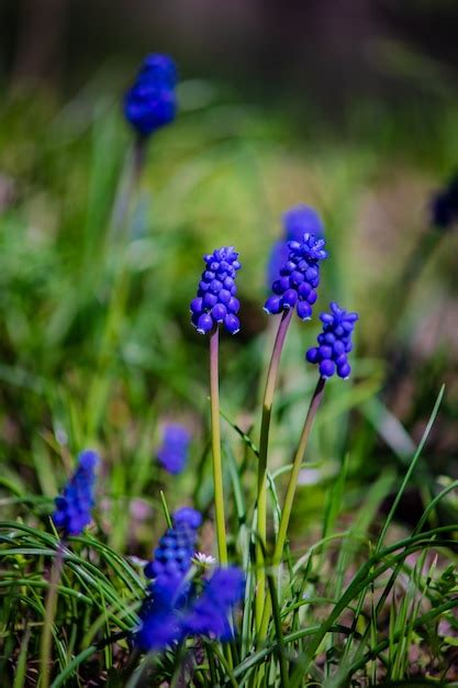 Premium Photo Wild Hyacinth Flowers