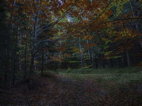 Mysterious Autumn Forest Road In The Dusk Dim Light With Orange Stock