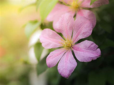 9 Tips For Fantastic Flower Photography Mikes Camera Blog
