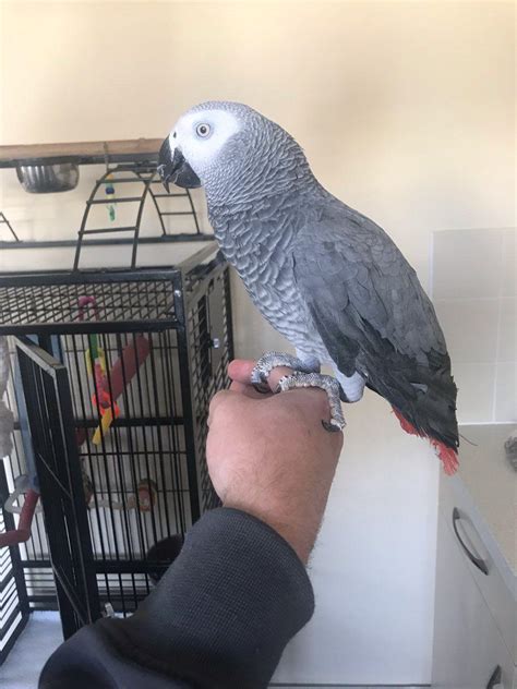 African Grey Parrot Price Facts About African Grey Parrots How Much