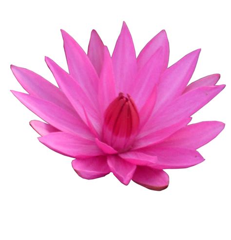 Lotus Flower Png Transparent Image Download Size 1024x1067px
