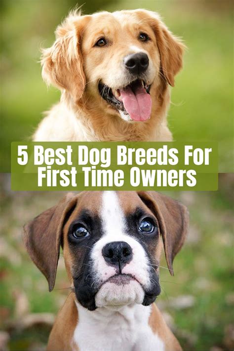 5 Best Dog Breeds For First Time Owners Lazy Dog Breeds Best Dog