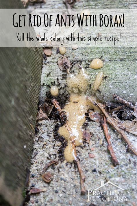 You can't just sprinkle borax on the floor and expect the ants to feast on it. All Natural Ant Killer: 5 All Natural Ways to Rid Your ...