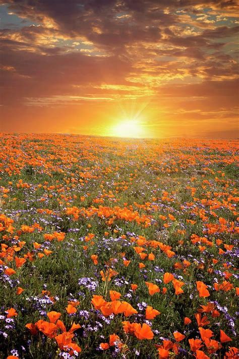 Poppies High Desert Wildflower Sunset By Lynn Baue Beautiful Sunset