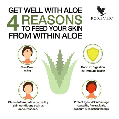 Aloe vera forever, ressentez toute la puissance de la nature. Khasiat Aloe Vera | 4 Sebab Anda Patut Minum Aloe Vera Gel ...