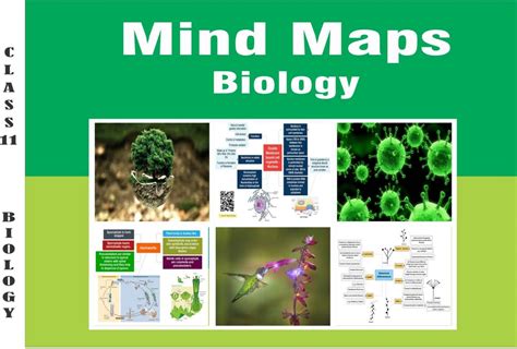 Biology Mindmaps Class Xi Exclusively For Neet Engineering And Medical Science