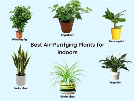 12 best indoor plants for low light and clean air in the world check it out now plant project
