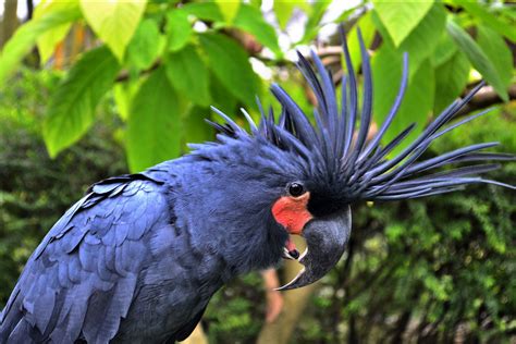 Burung ini mempunyai jenis yang cukup varian salah satunya seperti di gambar namun yang paling bagus yaitu jenis yang. 15 Koleksi Gambar Burung Kakak Tua yang Paling Unik Dan Langka | Burung Kakak Tua | Jambul Kuning