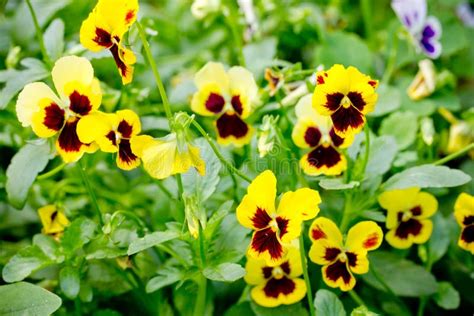 Yellow Pansy Flowers Stock Image Image Of Face Blooming 122187521