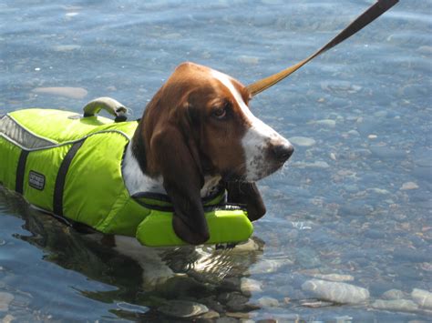 Life As I Know It By Worm The Basset Hound Swimming Lessons