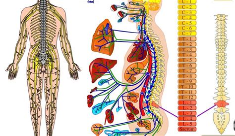 Imagini Corpul Uman Organe Interne