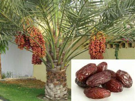Medjool Date Palms Dates Tree Tree Seeds Fruit Plants