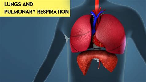 Lungs And Pulmonary Respiration Class 11 Biology 3d Animated