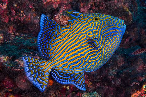 Blue Triggerfish Juvenile Pseudobalistes Fuscus Flickr