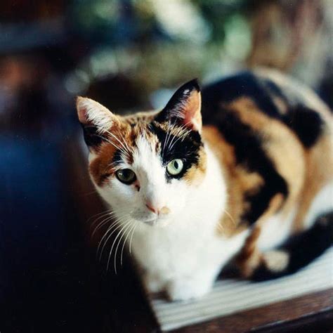 50 Creative Calico Cat Names