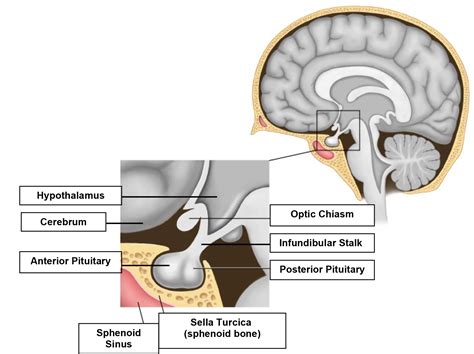 Pituitary Gland Diagram