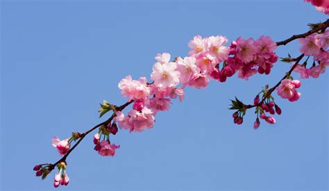 Pink blossom nail & spa has updated their hours and services. Pink Blossom Flowers Free Stock Photo - Public Domain Pictures