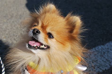 #2 cats are cleaner than dogs. Know More about Pomeranian before Bringing It to Your Family