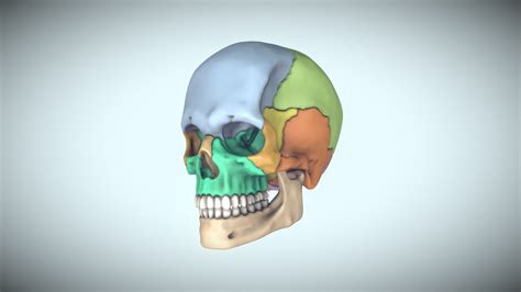Skull For Reference 3d Model By Hec 719c274 Sketchfab