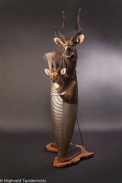 Highveld Taxidermists South Africa Taxidermy Taxidermie Afrique
