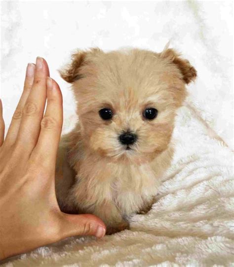 Small compact sizing and teddy bear faces. Teacup Dogs - These will melt your heart - Foreign policy