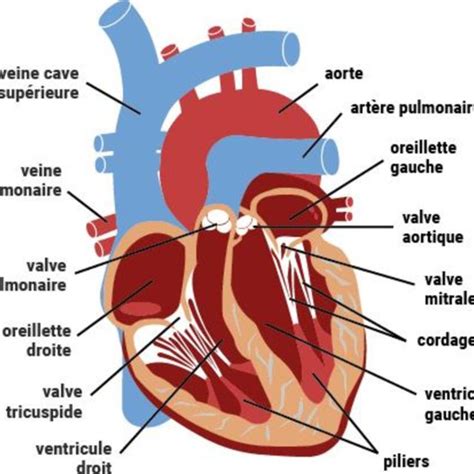 Schéma simplifié de la circulation sanguine systémique et pulmonaire ...