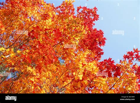 Autumn Leaves Changing Color Stock Photo Alamy
