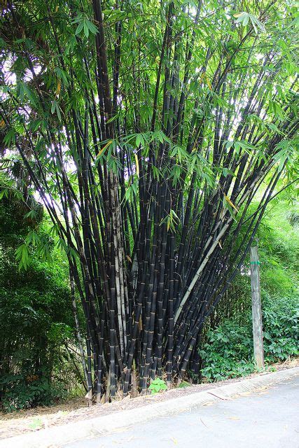 40 Best Black Bamboo Images Black Bamboo Bamboo Bamboo Garden