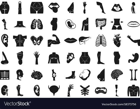 Human Body Icon Set Simple Style Royalty Free Vector Image