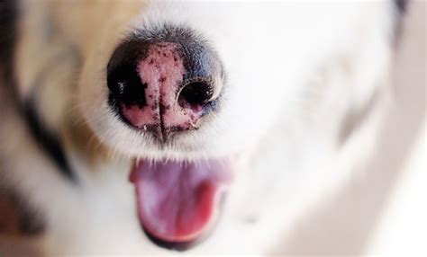 Why Is A Dogs Pink Nose Called Snow Happiest Dog
