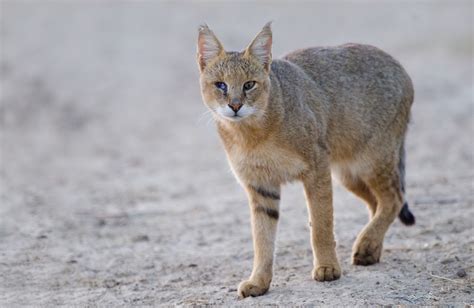 Jungle Cat Jungle Cats Pinterest Cat Lynx And Wildlife