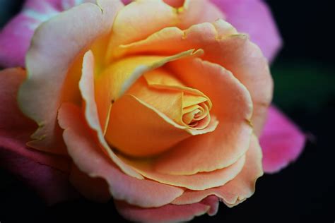 Rose Flowering Beautiful Flower Petals Bl Closeup Flower