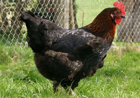 Black Copper Marans Egg Color Chart Santillanes Lonarterfes1994