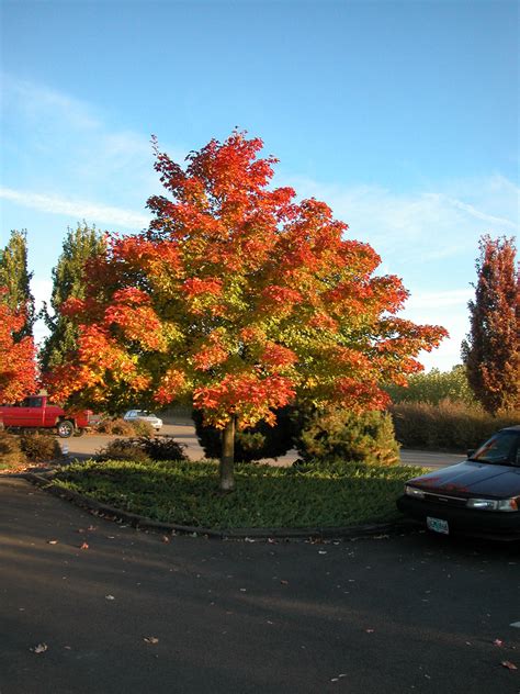 Acer truncatum x platanoides keith's form 'norwegian sunset'. Shady Eighty - Sacramento Tree Foundation