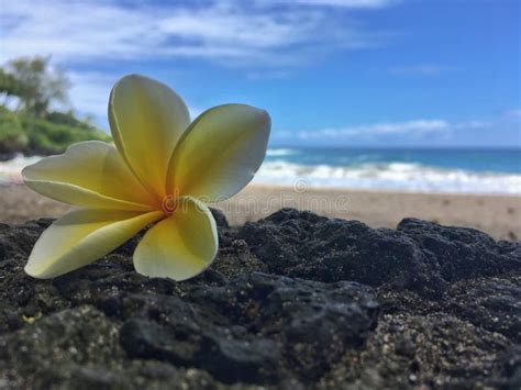 Hawaiian Plumeria Flower On The Beach Stock Photo Image Of Flower