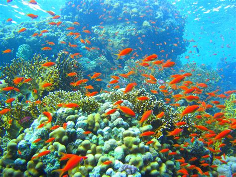 47 Coral Reef Wallpaper Widescreen Wallpapersafari