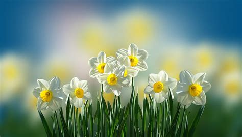 Wallpaper Spring Daffodils Vlrengbr