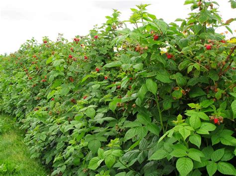 Raspberry Bush Care