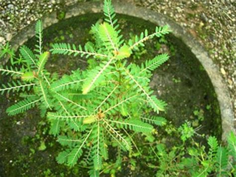 Jangan dukung anak terlalu lama. Dukung Anak - Phyllanthus Niruri | Herba Semulajadi Malaysia